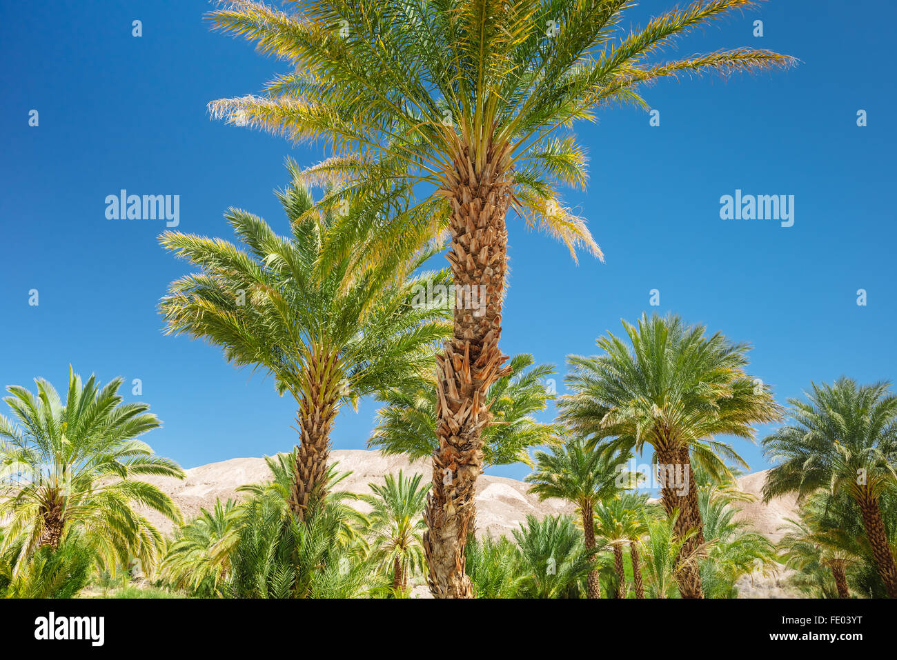 Date palm arbres au Ranch de la Chine, près de la ferme date de Tecopa, California Banque D'Images