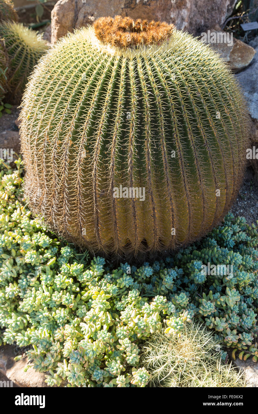 Golden barrel cactus poussant dans le El Charco del Ingenio Jardin Botanique à San Miguel de Allende, Mexique. La réserve écologique est la plus importante au Mexique. Banque D'Images