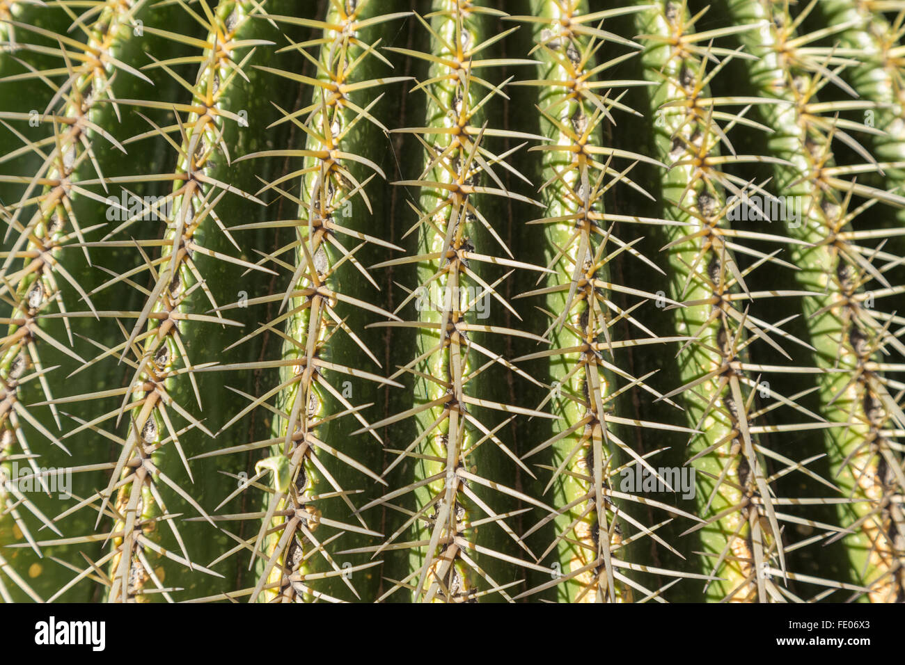 Épines sur un golden barrel cactus poussant dans le El Charco del Ingenio Jardin Botanique à San Miguel de Allende, Mexique. La réserve écologique est la plus importante au Mexique. Banque D'Images