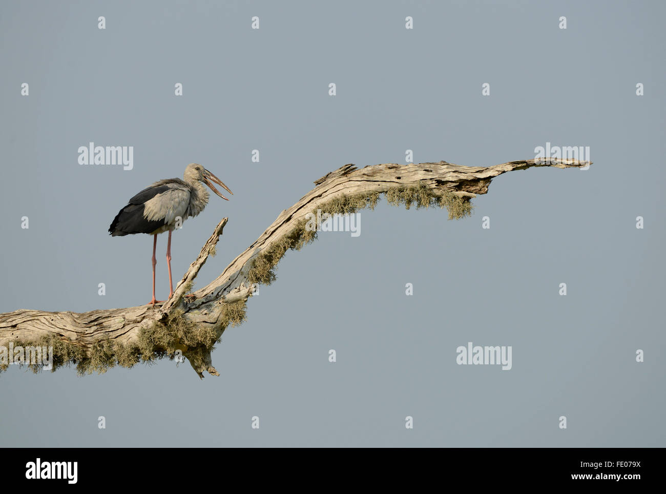 Asian Openbill Anastomus Stork (oscitante) perché sur branche morte, parc national de Yala, au Sri Lanka, Mars Banque D'Images