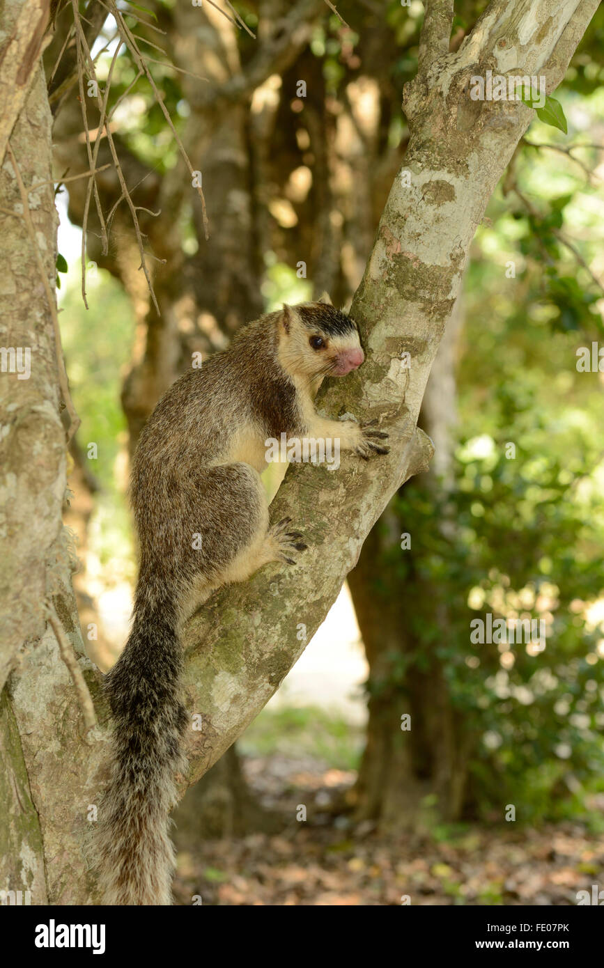 Le géant indien ou Écureuil Malabar (Ratufa indica) assis dans l'arbre, parc national de Yala, au Sri Lanka, Mars Banque D'Images