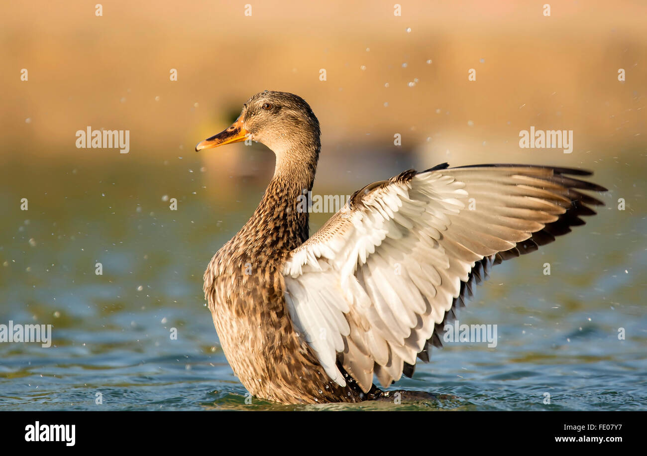 Oiseau Canard colvert ailes ouvertes dans l'eau avec la lumière du soleil le lac isolé sur fond naturel de couleur Banque D'Images