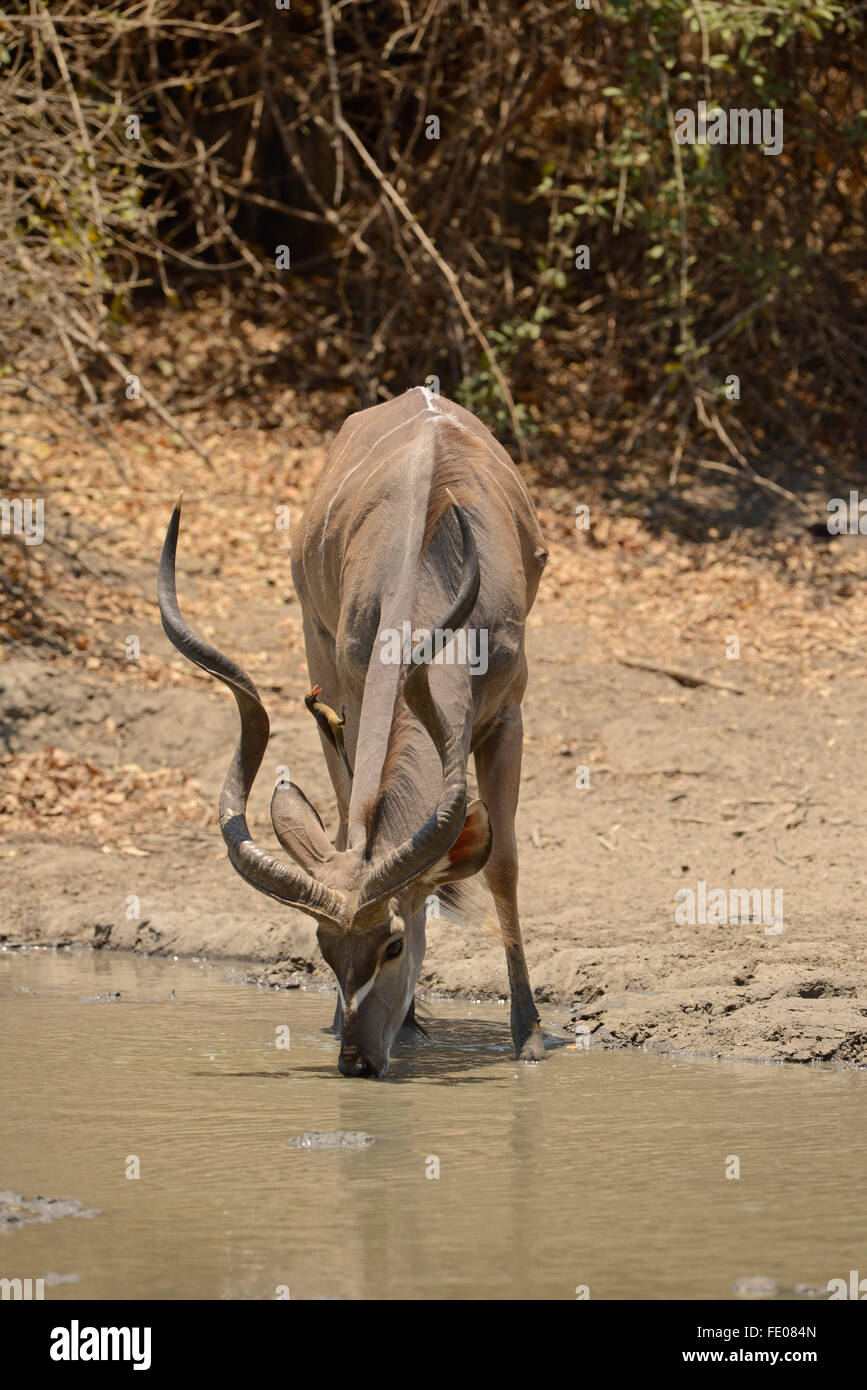 Grand Koudou (Tragelaphagus strepsiceros) mâle adulte de boire à Waterhole, Mana Pools National Park, Zimbabwe, Novembre Banque D'Images