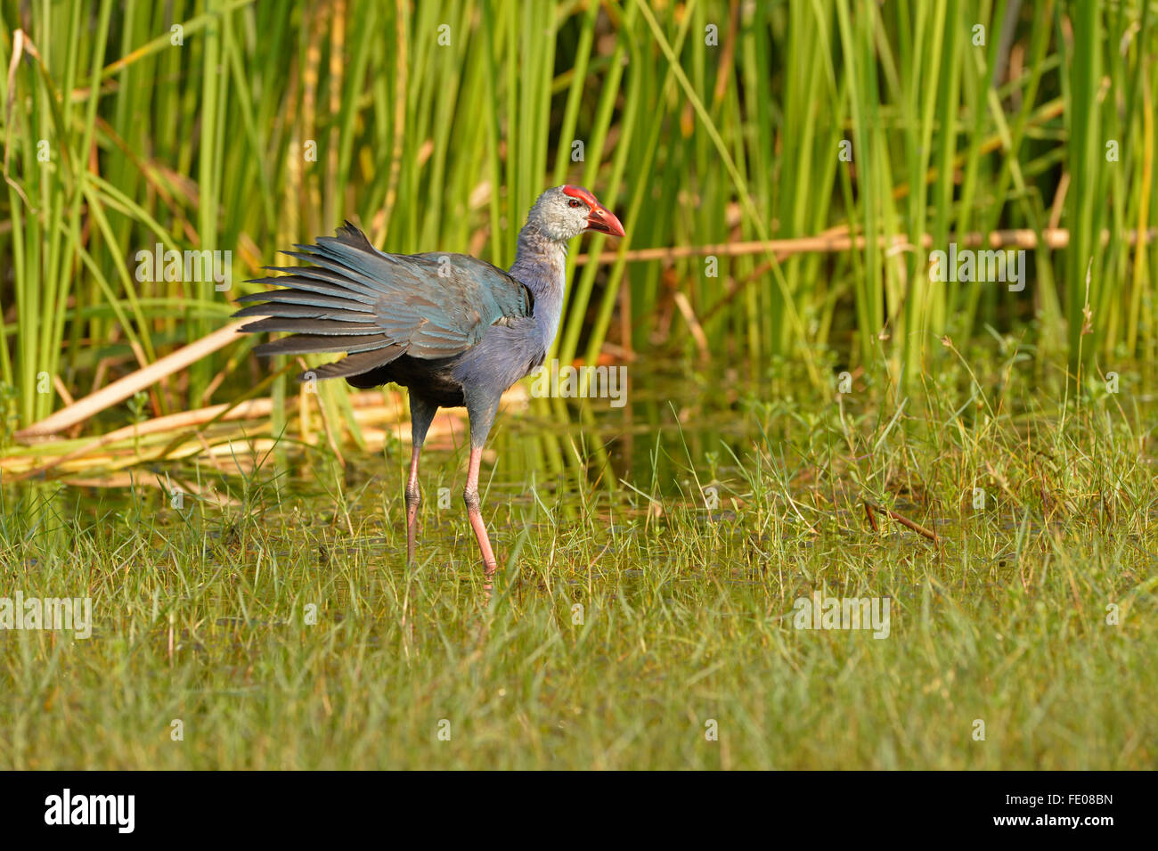 Purple Swamp Hen (Porphyrio poliocephalus) Comité permanent en eau peu profonde, le Parc National de Bundala, Sri Lanka, Mars Banque D'Images