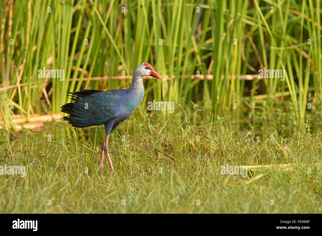 Purple Swamp Hen (Porphyrio poliocephalus) Comité permanent en eau peu profonde, le Parc National de Bundala, Sri Lanka, Mars Banque D'Images