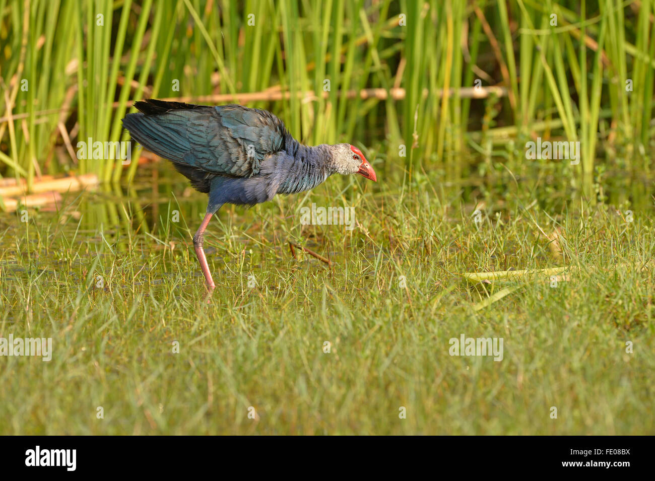 Purple Swamp Hen (Porphyrio poliocephalus) Comité permanent en eau peu profonde, le Parc National de Bundala, Sri Lanka, Mars Banque D'Images