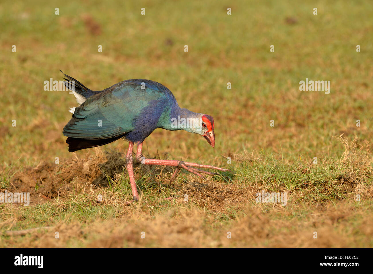 Purple Swamp Hen (Porphyrio poliocephalus) marche sur sol herbeux, le Parc National de Bundala, Sri Lanka, Mars Banque D'Images