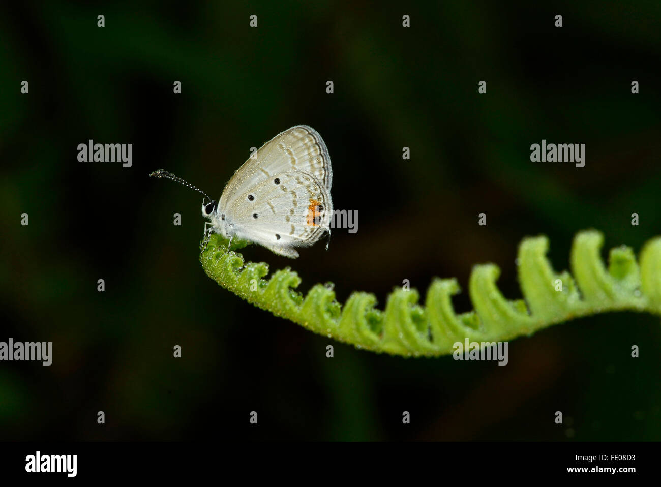 Sri-Lankais bleu à longue queue Lampides boeticus (papillon) couverts adultes dans la rosée, reposant sur des feuilles de fougère, la réserve forestière de Sinharaja, Banque D'Images