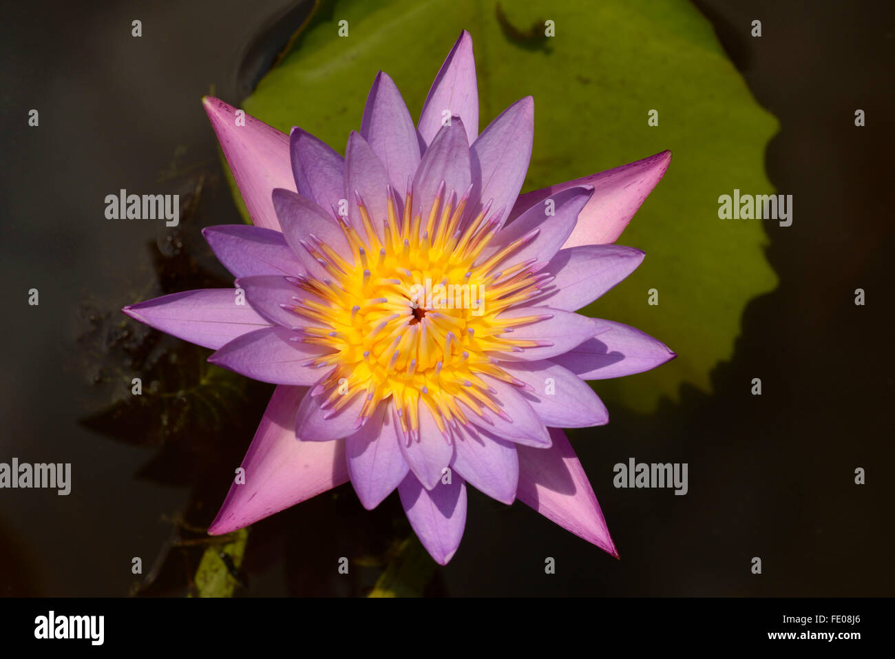 Blue Star Nénuphar (Nymphaea nouchali) fleur nationale du Sri Lanka, Sri Lanka Udawalawe, Mars, Banque D'Images