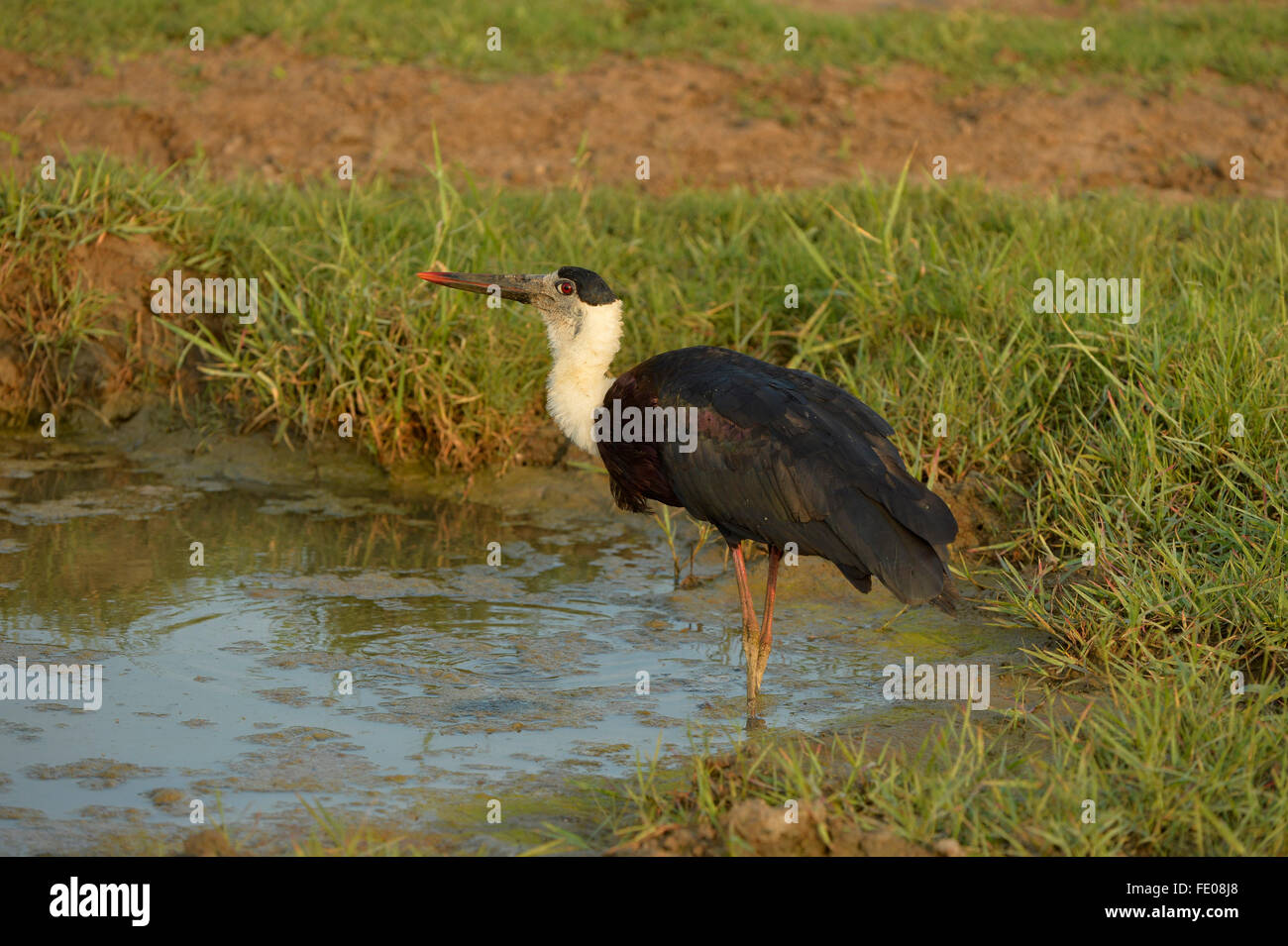 Woolley-necked ou white-necked Stork (Ciconia episcopus) debout, en petit bassin, le Parc National de Bundala, Sri Lanka, Mars Banque D'Images