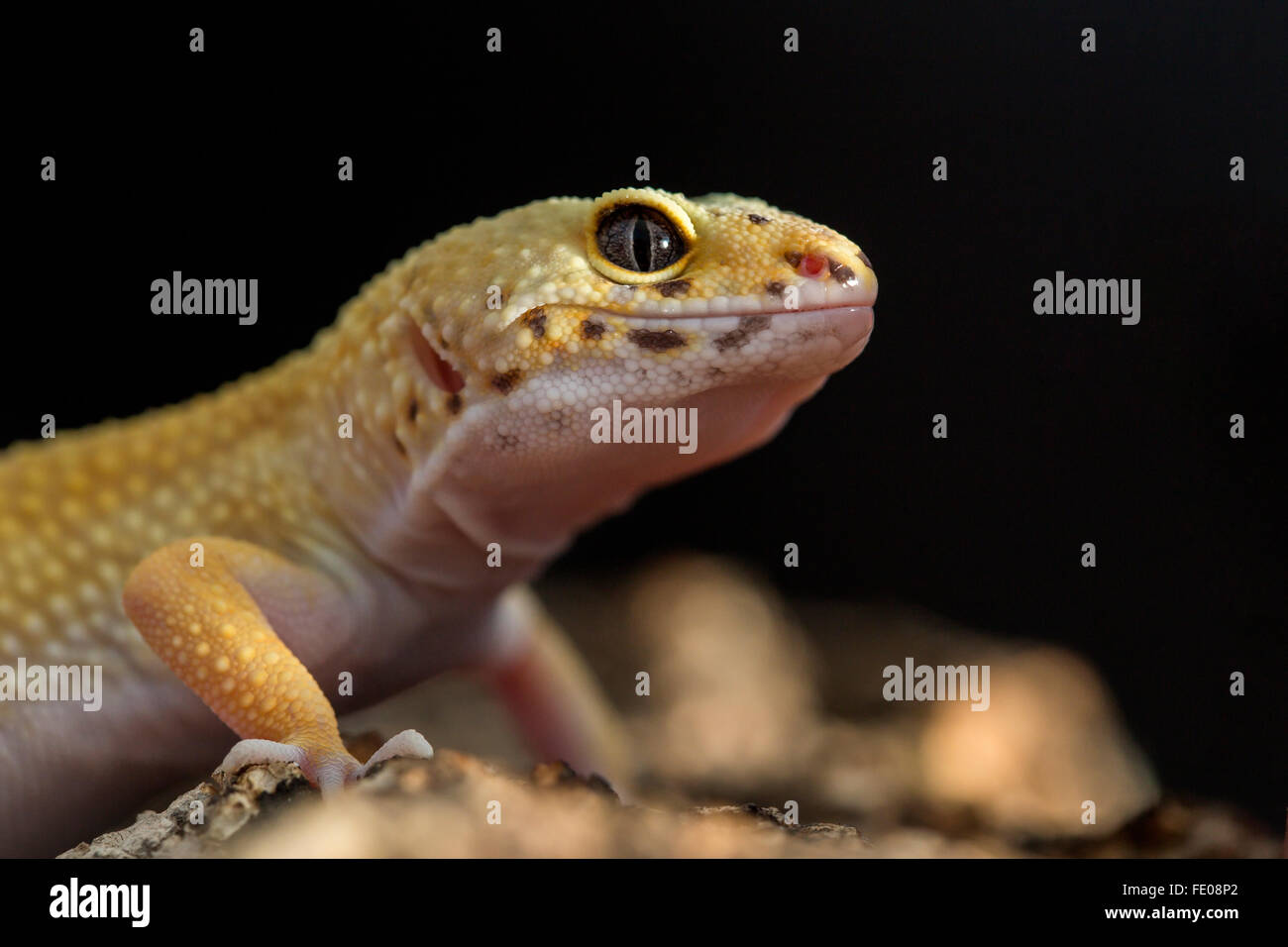 Détail de la tête d'un gecko léopard, Eublepharis macularius Banque D'Images