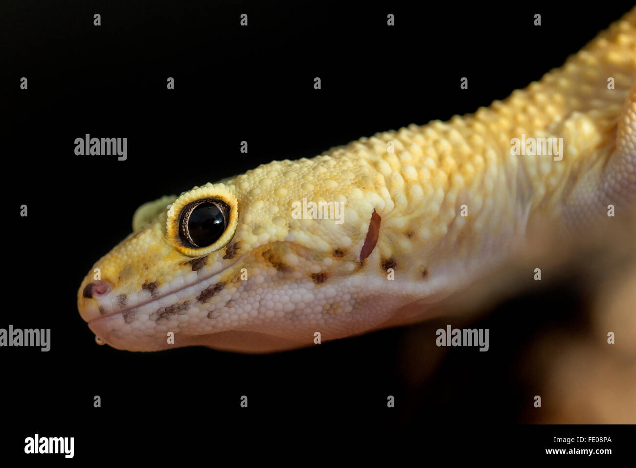 Gros plan de la tête d'un gecko léopard, Eublepharis macularius, sur un fond noir Banque D'Images
