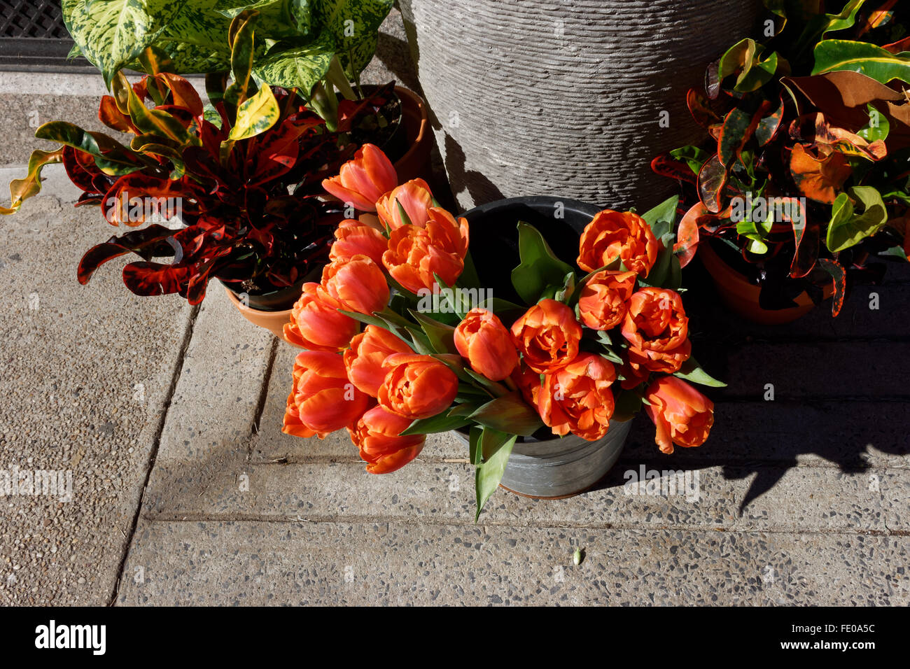 Tulipes pour vendre à l'extérieur d'un fleuriste de Madison Avenue à Manhattan dans l'Upper East Side. Banque D'Images