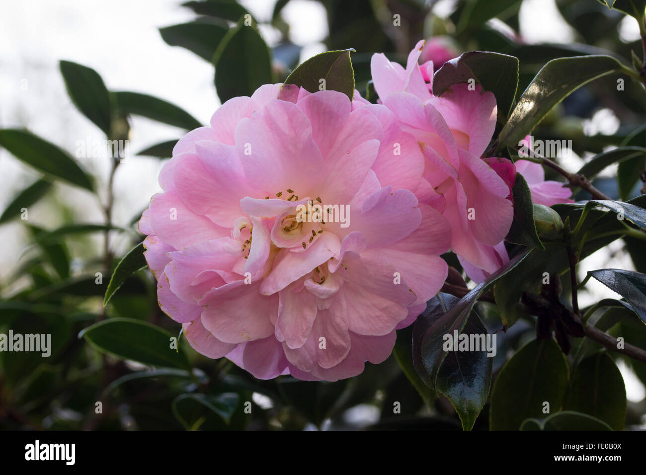 Fleur rose double semi de l'evergreen Camellia x williamsii 'Mildred Veitch' Banque D'Images