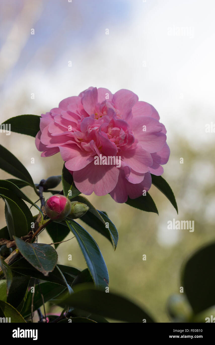 Fleur rose double semi de l'evergreen Camellia x williamsii 'Mildred Veitch' Banque D'Images