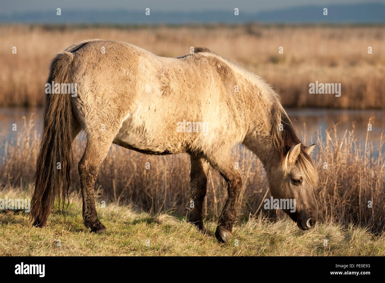 Chevaux Konik, Kent, Royaume-Uni Banque D'Images
