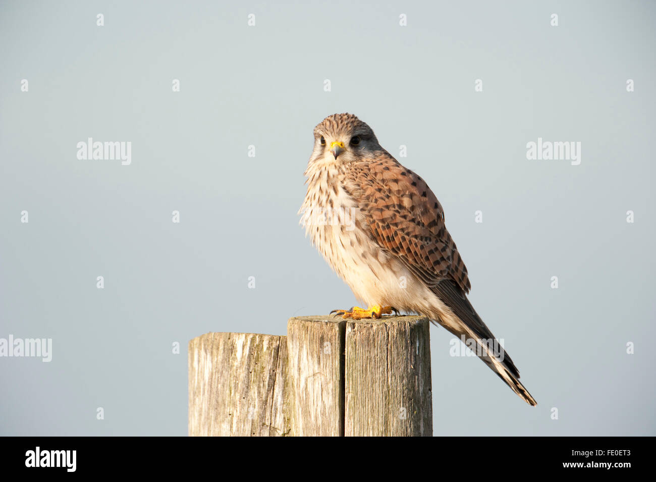 Faucon crécerelle, Falco tinnunculus, UK Banque D'Images