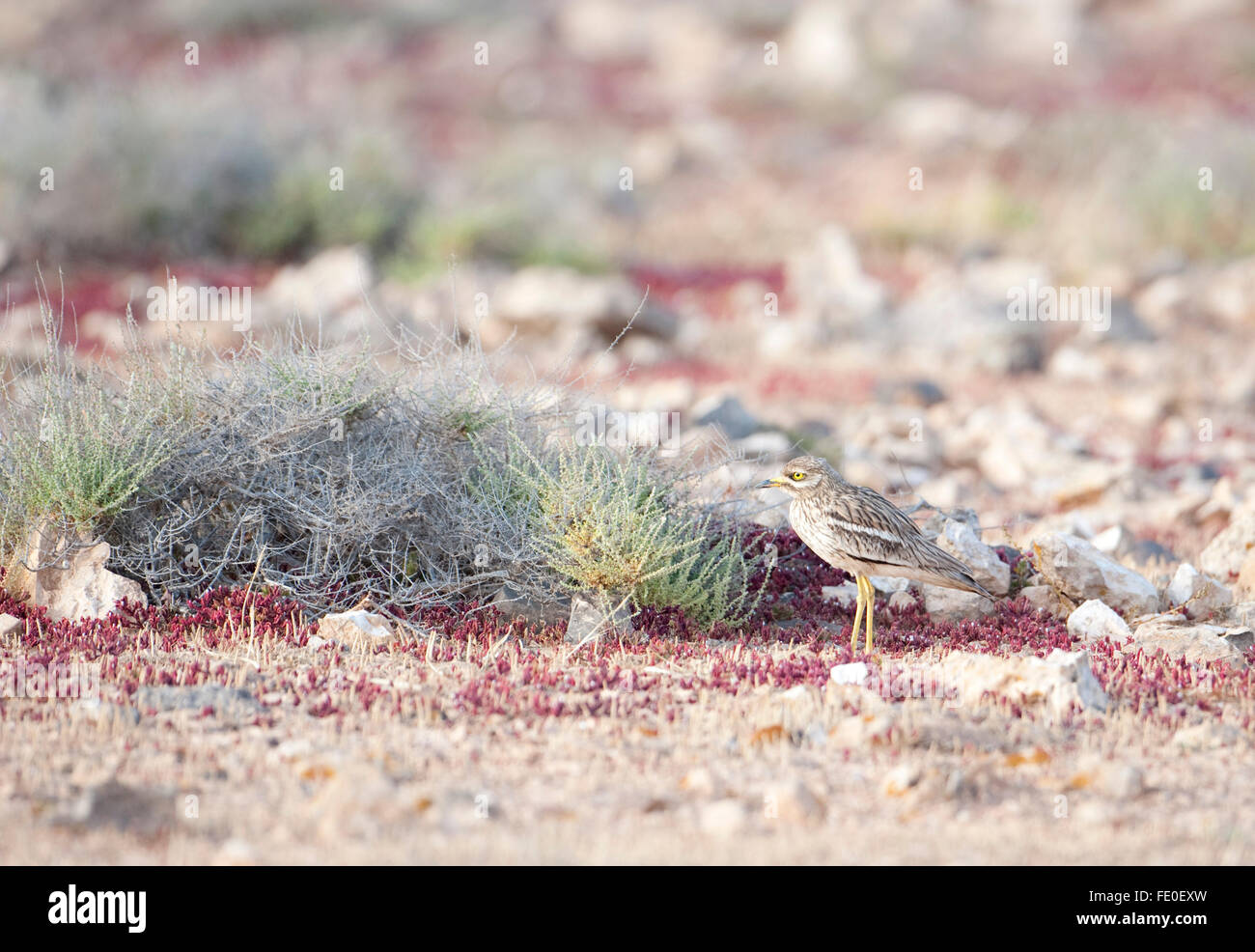 Oedicnème criard, Fuerteventura, Espagne Banque D'Images