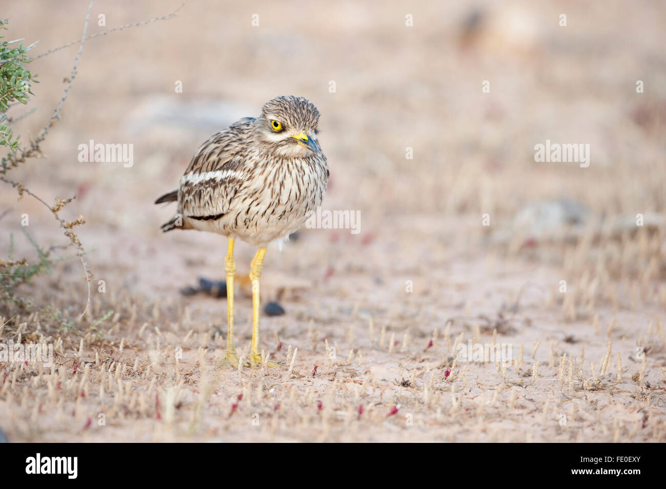 Oedicnème criard, Fuerteventura, Espagne Banque D'Images
