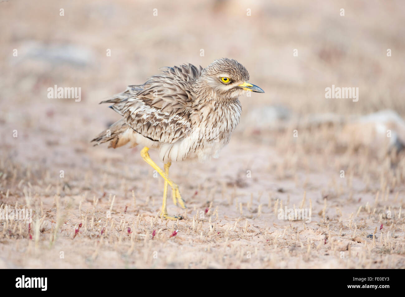 Oedicnème criard, Fuerteventura, Espagne Banque D'Images