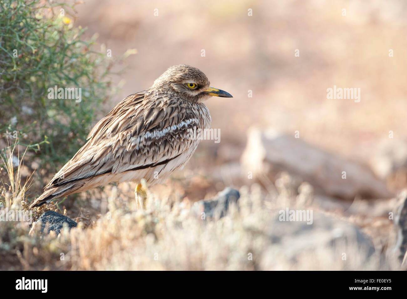 Oedicnème criard, Fuerteventura, Espagne Banque D'Images