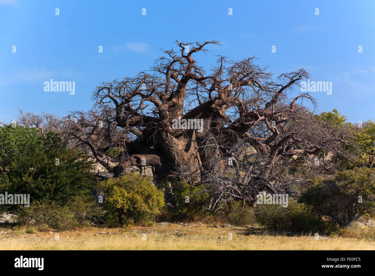 Un grand baobab africain debout sur kubu island au Botswana. Banque D'Images