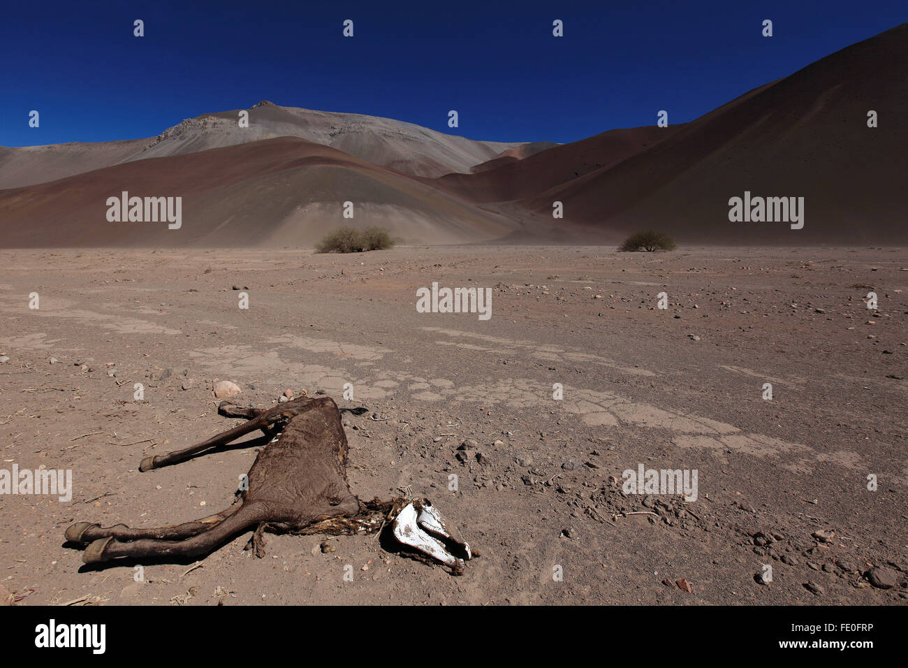 La carcasse d'un cheval se situe dans le désert d'Atacama, au Chili. Banque D'Images