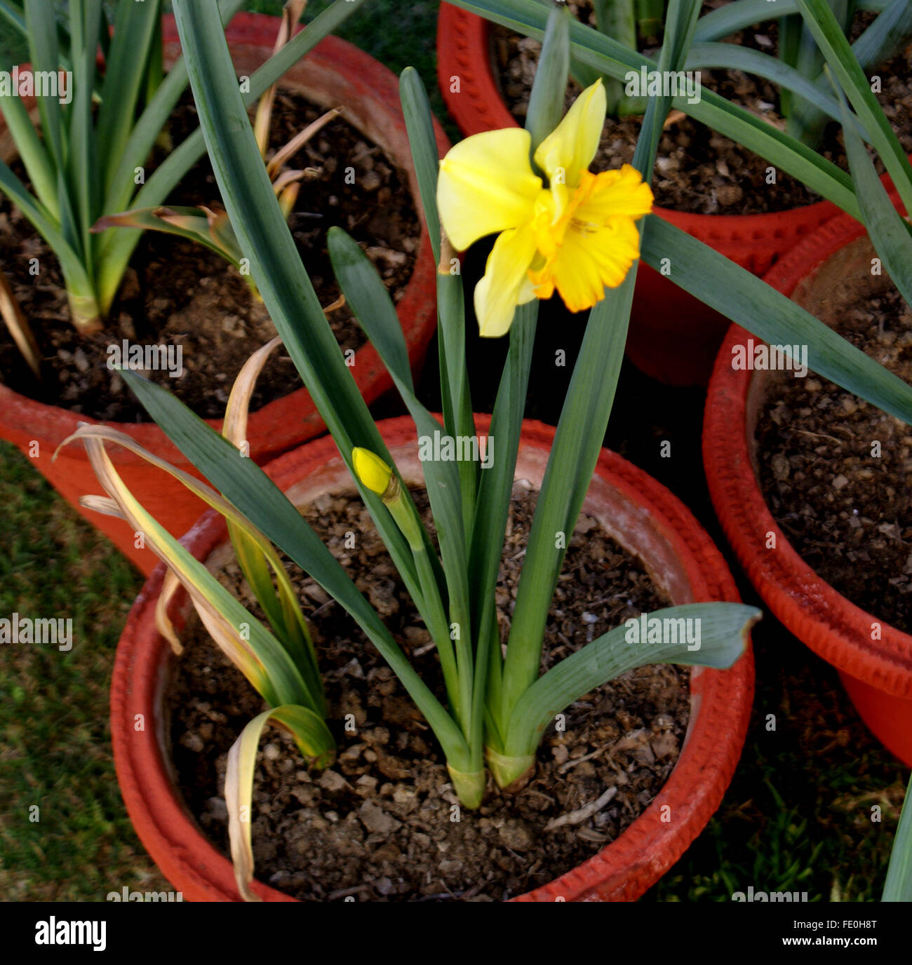Narcissus pseudonarcissus jonquille sauvage, le carême, Lily, herbe vivace  bulbeuse avec des fleurs jaunes sur une longue hampe florale, corona de  long Photo Stock - Alamy