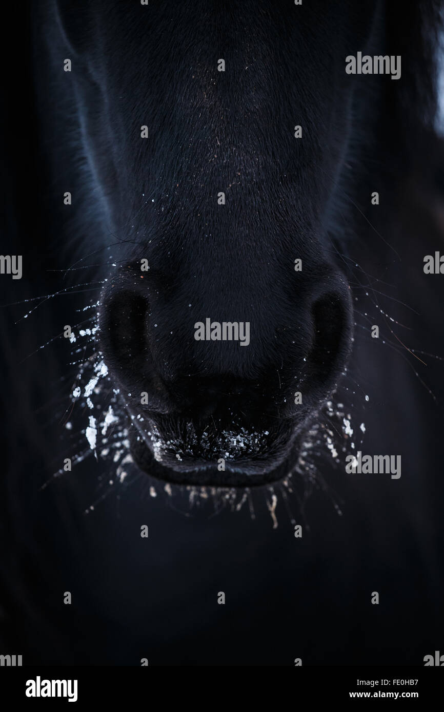 Les narines de cheval frison dans la neige à close up Banque D'Images