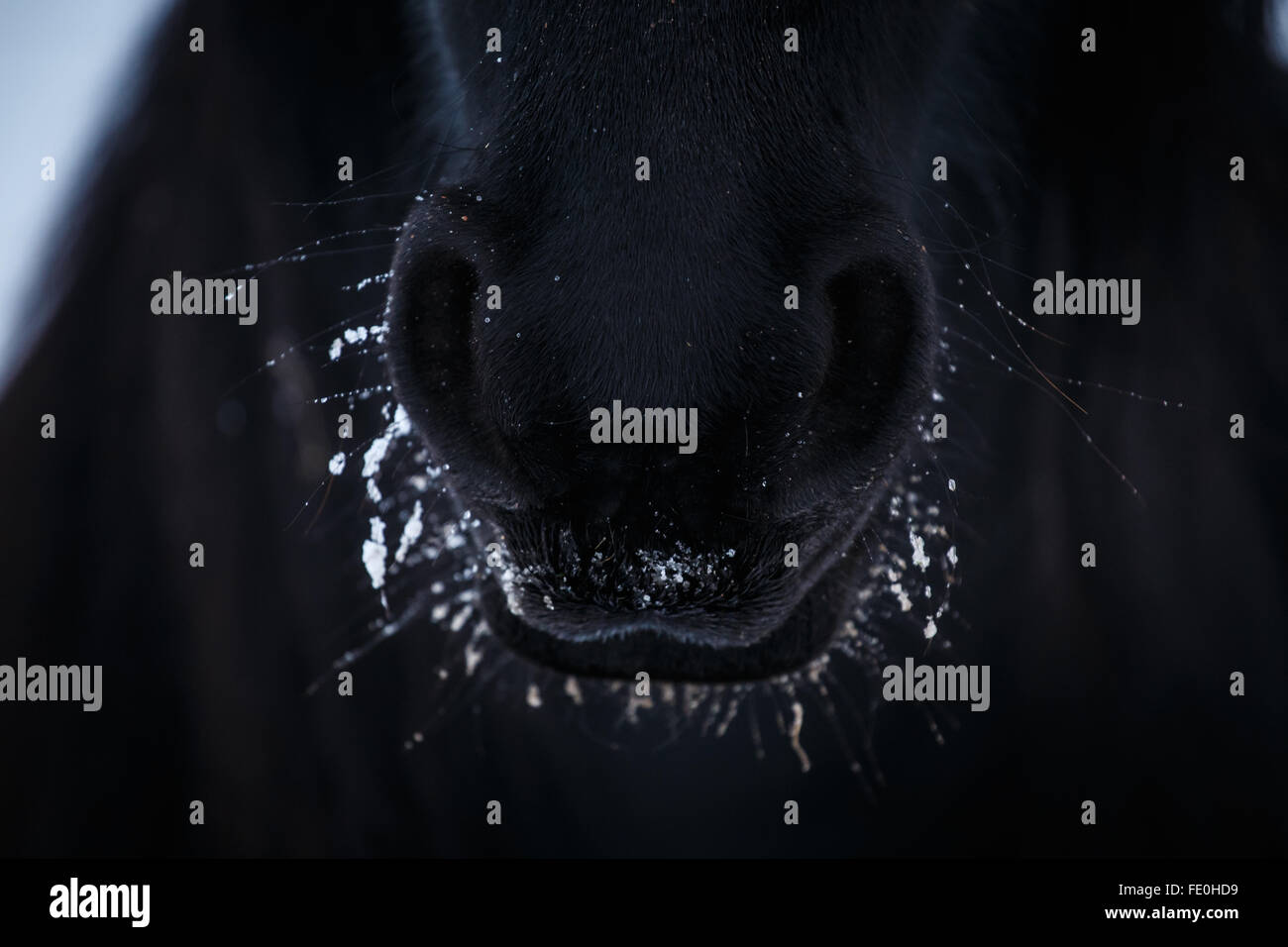 Les narines de cheval frison dans la neige à close up Banque D'Images