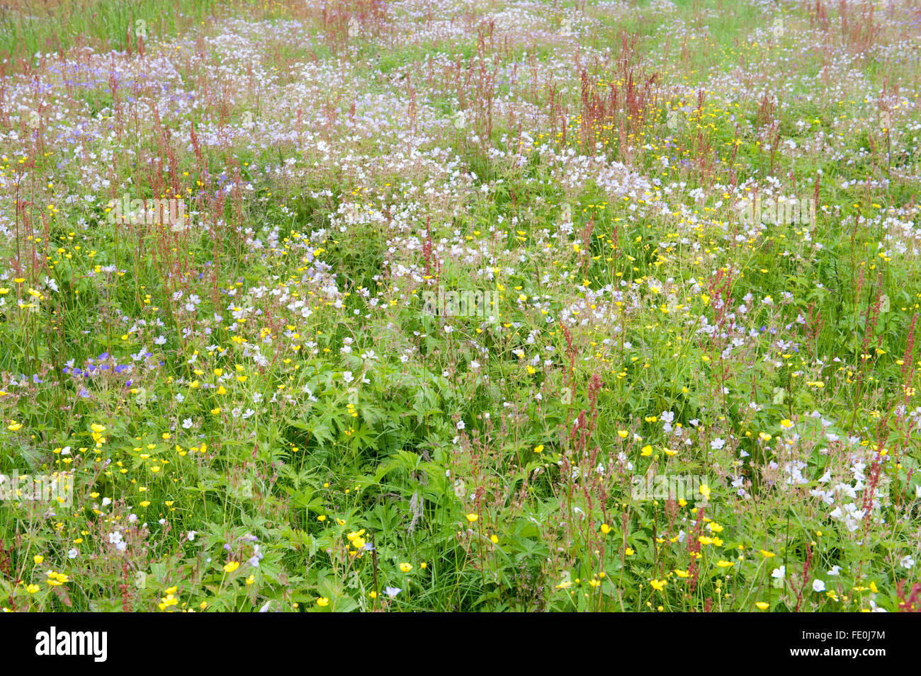 Wild Flower Meadow, Lentiira, Finlande Banque D'Images