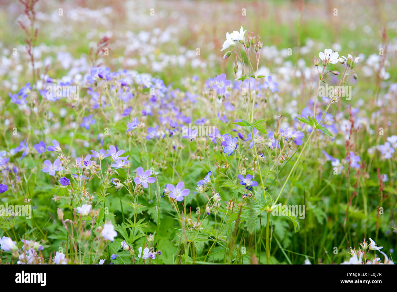 Wild Flower Meadow, Lentiira, Finlande Banque D'Images