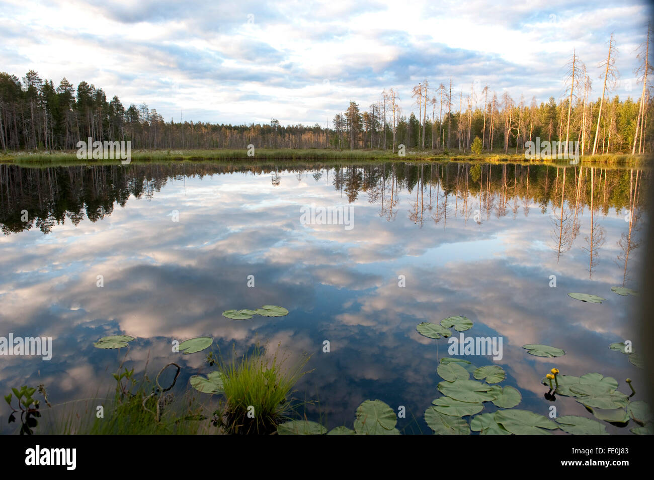 Petit lac à la lumière de fin de soirée, la Finlande Banque D'Images
