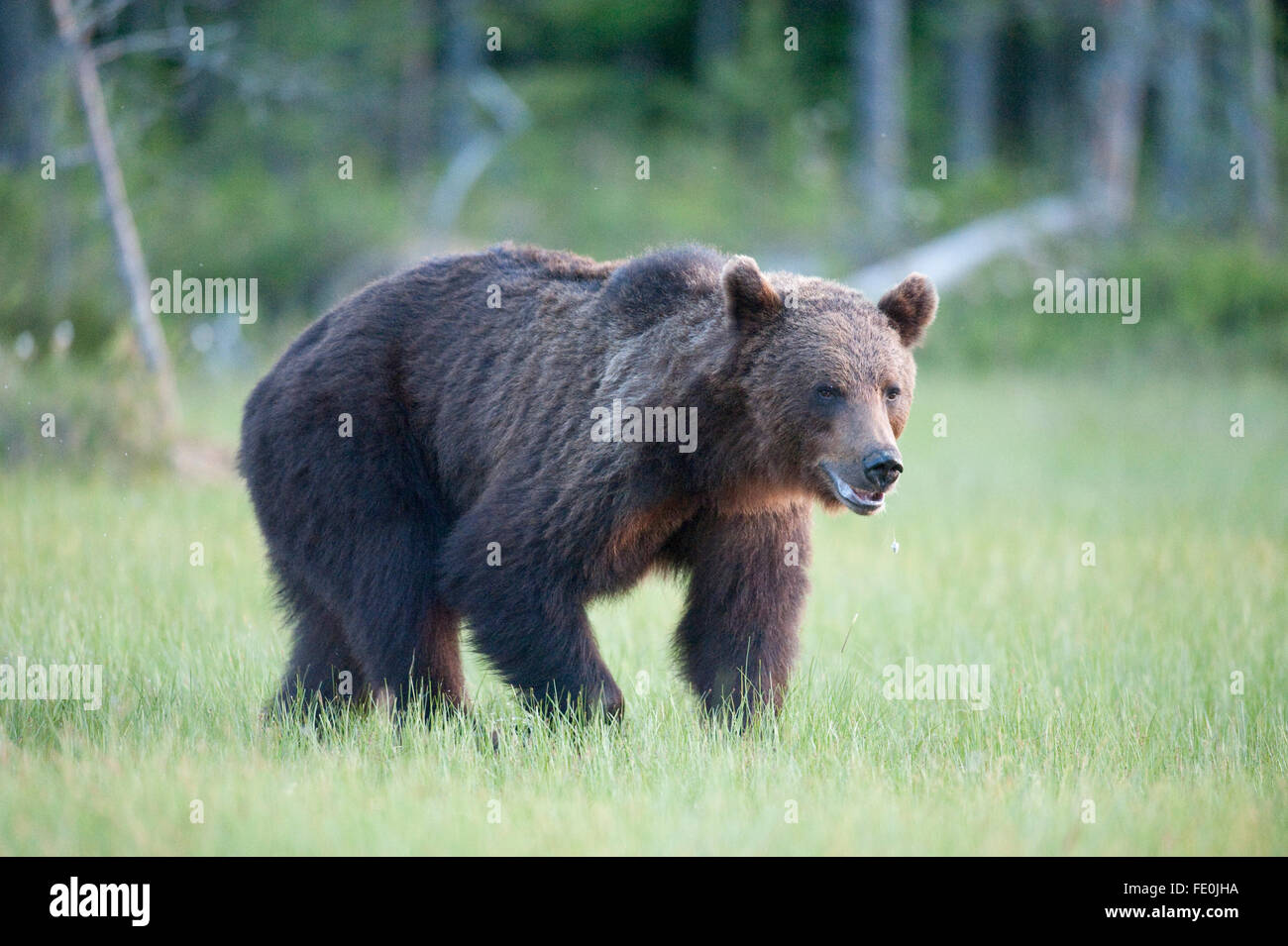 L'ours brun européen, Ursus arctos arctos, Finlande Banque D'Images