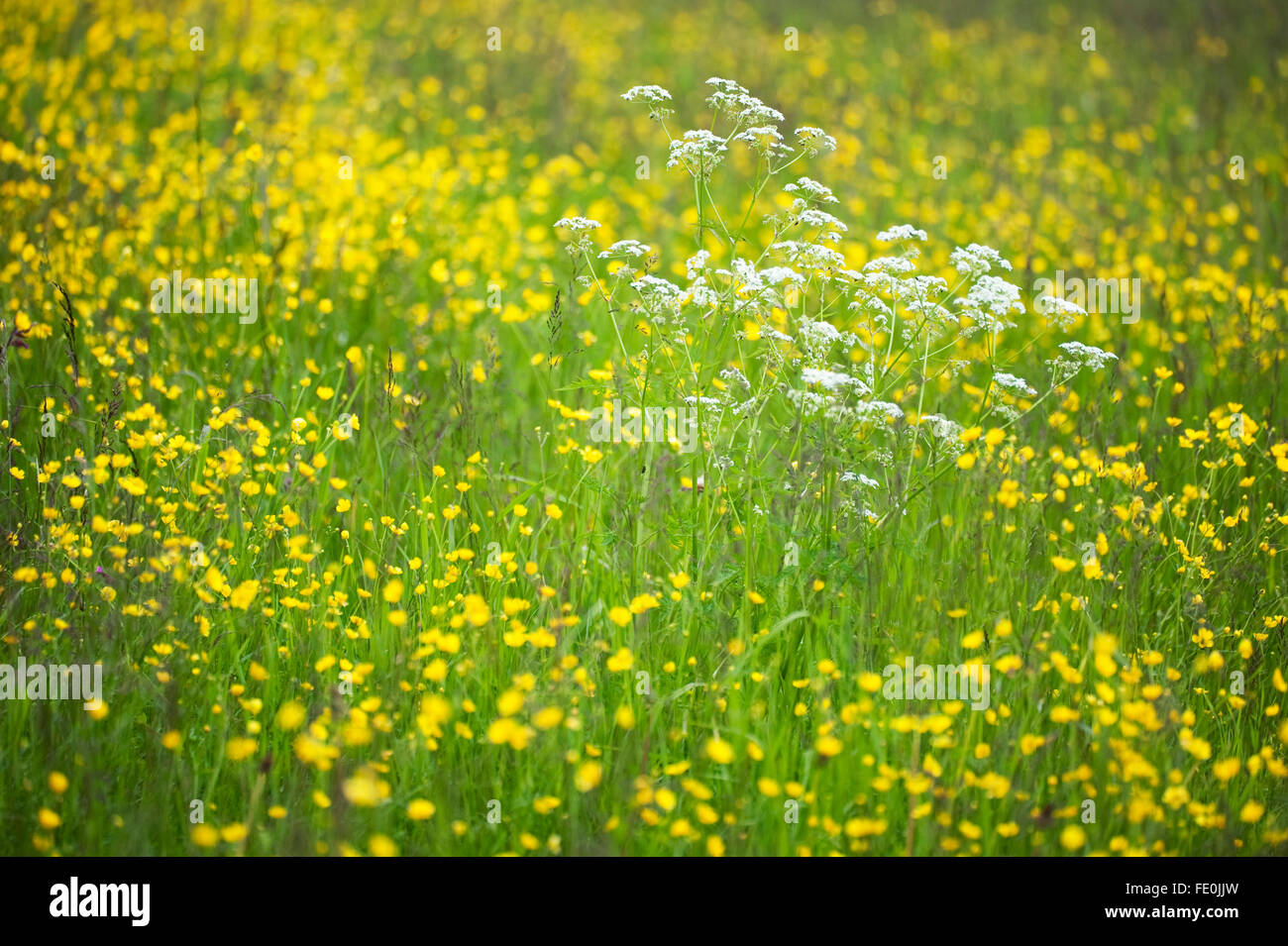 Fleurs et herbes de prairie, Kuhmo, Finlande Banque D'Images