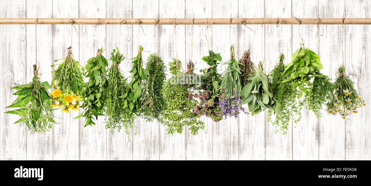 Herbes médicinales. Apothicaire de fines herbes. Le basilic, le romarin,  sauge, thym, menthe, origan, Marjolaine, sarriette, lavande, camomille,  pissenlit Photo Stock - Alamy