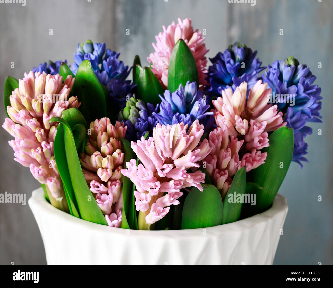 Bouquet de fleurs de jacinthe Banque D'Images