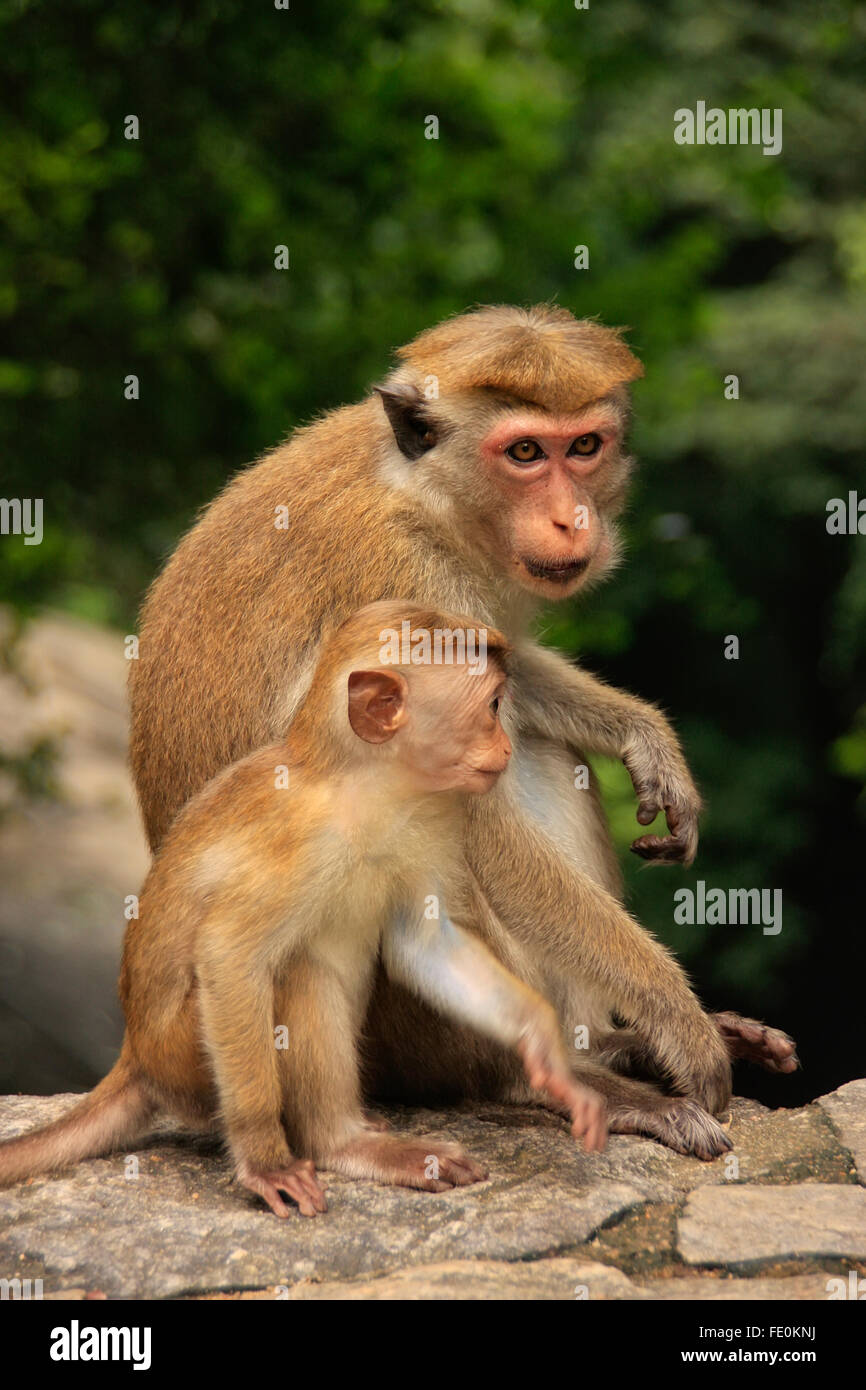 Toque macaque mother and baby sitting at Cave Temple à Dambulla, Sri Lanka. Toque macaque vivent uniquement au Sri Lanka. Banque D'Images