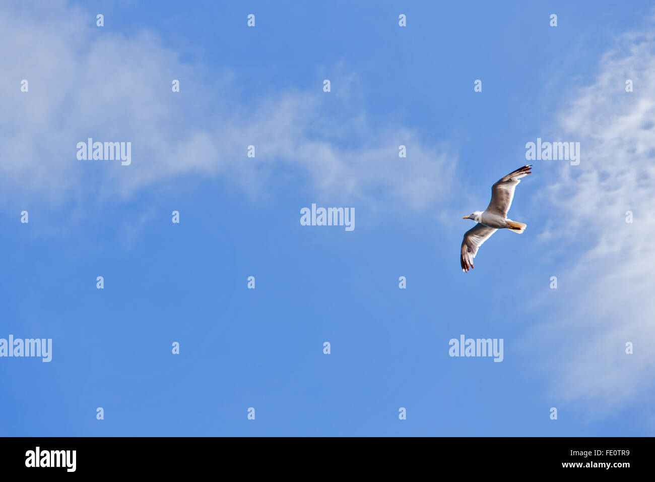 Mouette oiseau volant dans le ciel bleu Banque D'Images