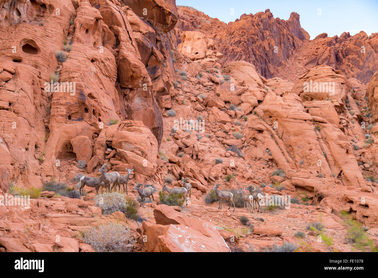 Désert mouflons dans la région de Valley of Fire State Park, Nevada, USA Banque D'Images