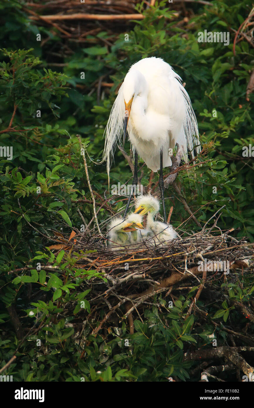 Grande Aigrette (Ardea alba) dans un nid avec les poussins Banque D'Images