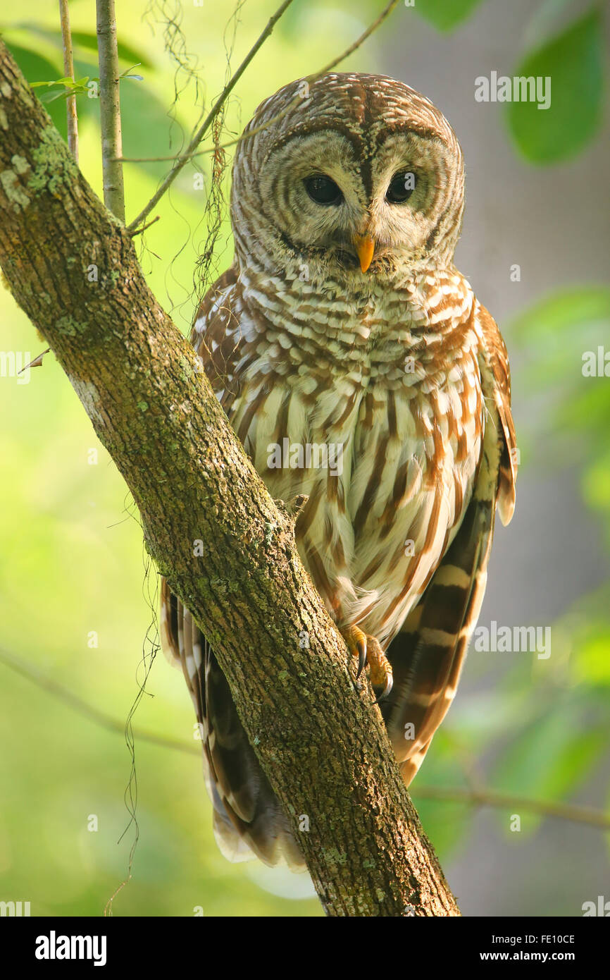 La Chouette rayée (Strix varia) assis sur un arbre. La Chouette rayée est mieux connu comme l'Owl Hoot pour son cri distinctif Banque D'Images