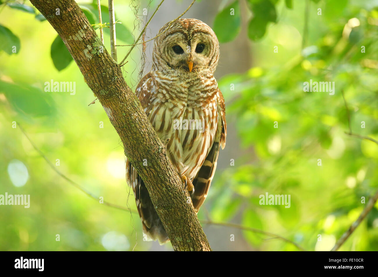 La Chouette rayée (Strix varia) assis sur un arbre. La Chouette rayée est mieux connu comme l'Owl Hoot pour son cri distinctif Banque D'Images