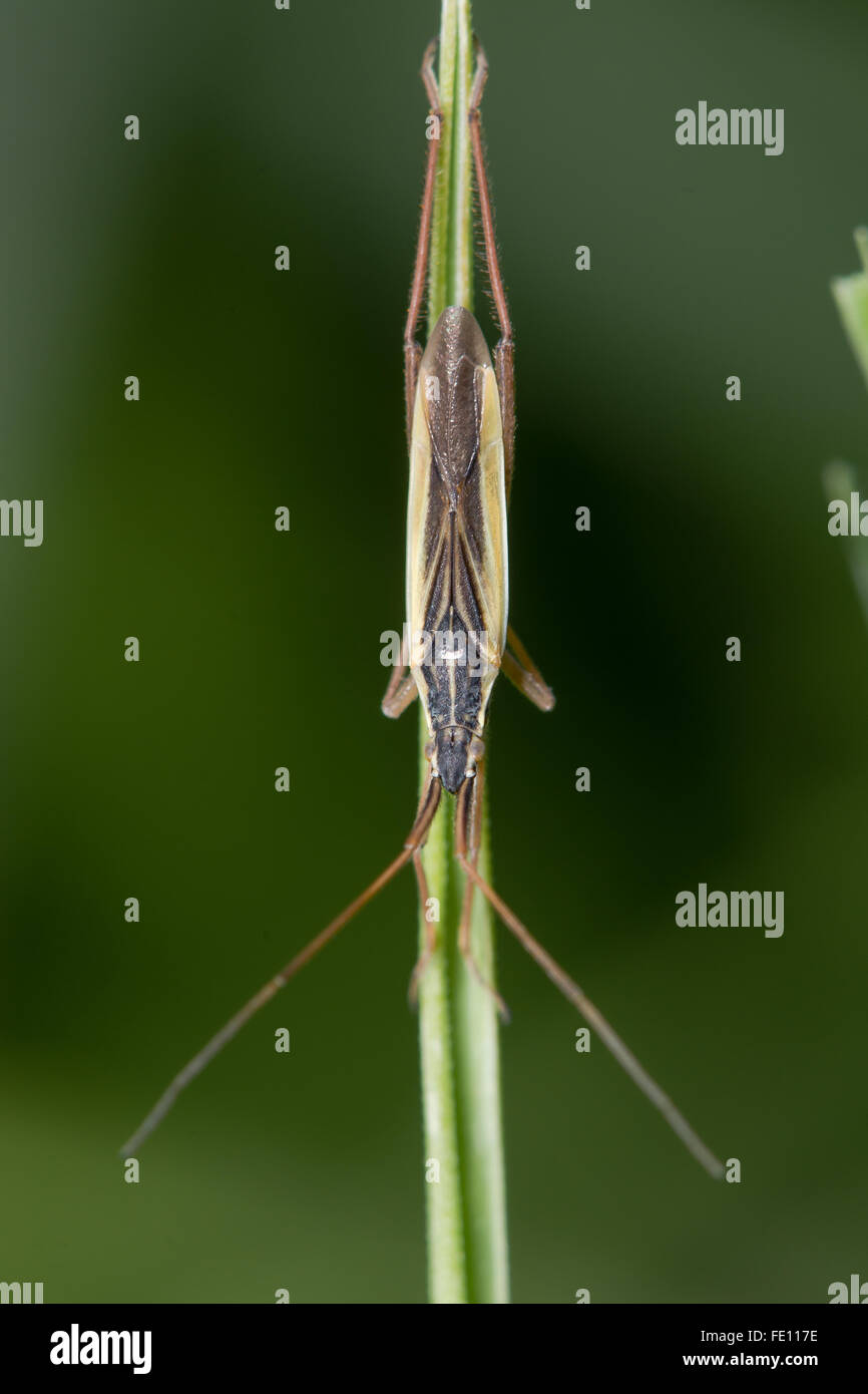 Notostira elongata Punaises mirides. Bug d'herbe présente un dimorphisme sexuel dans la famille Miridae, avec des hommes comme celui-ci montrant une contrastin Banque D'Images