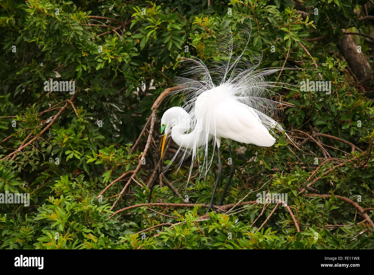 Grande Aigrette (Ardea alba) montrant l'écran de sélection Banque D'Images