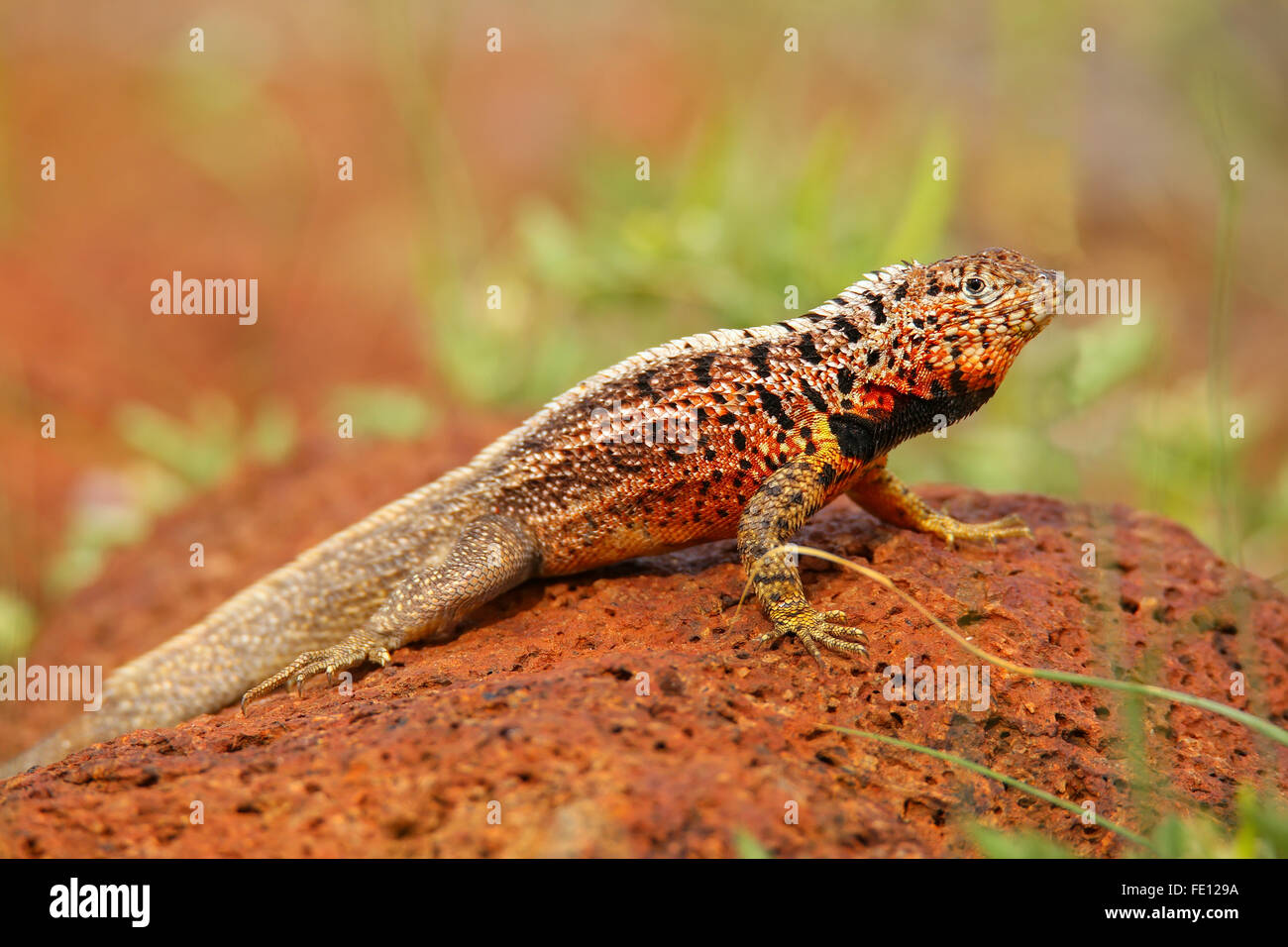 Homme lézard de lave (Microlophus albemarlensis) sur l'île Seymour Nord, Parc National des Galapagos, Equateur Banque D'Images