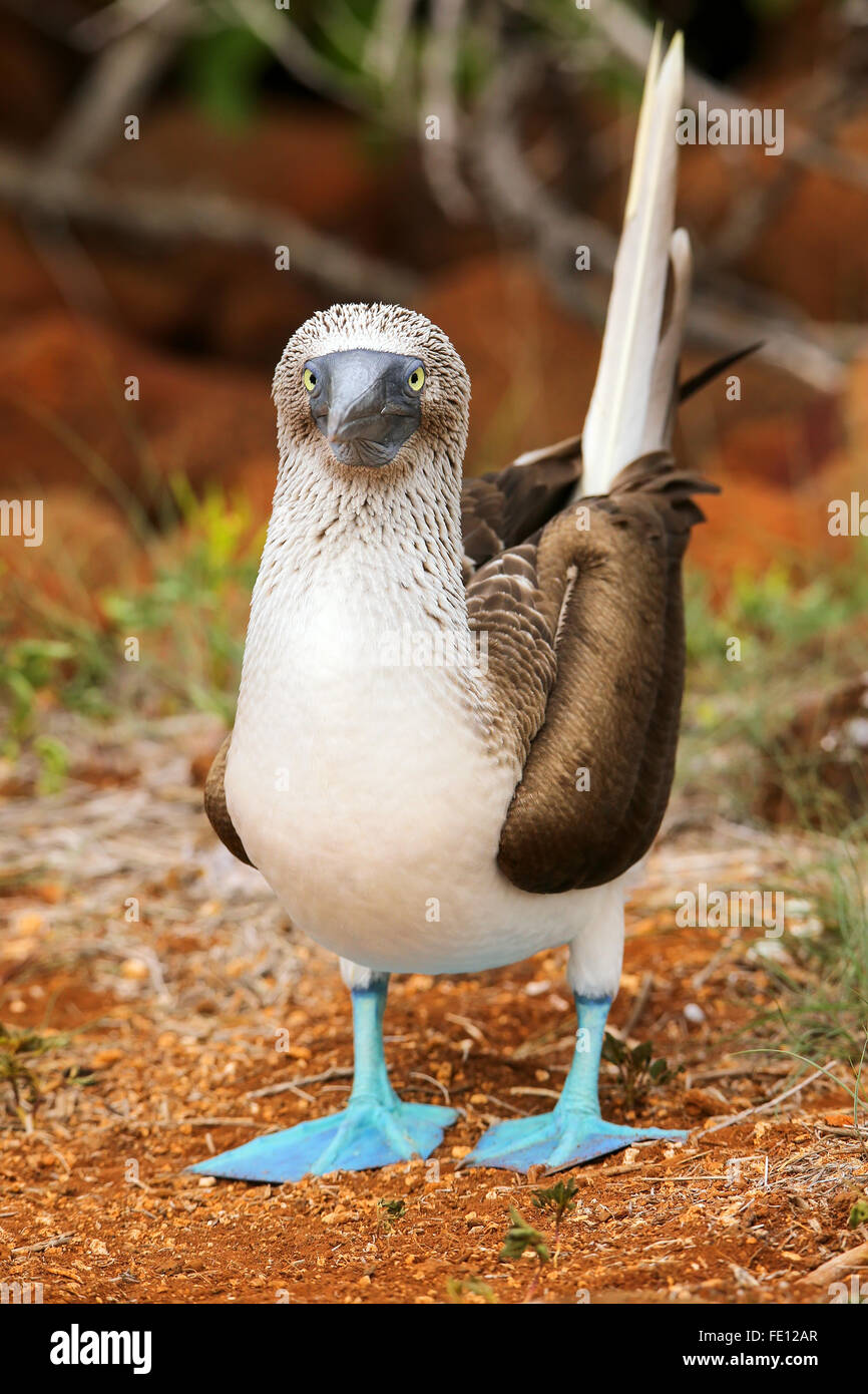 Fou à pieds bleus (Sula nebouxii) sur l'île Seymour Nord, Parc National des Galapagos, Equateur Banque D'Images
