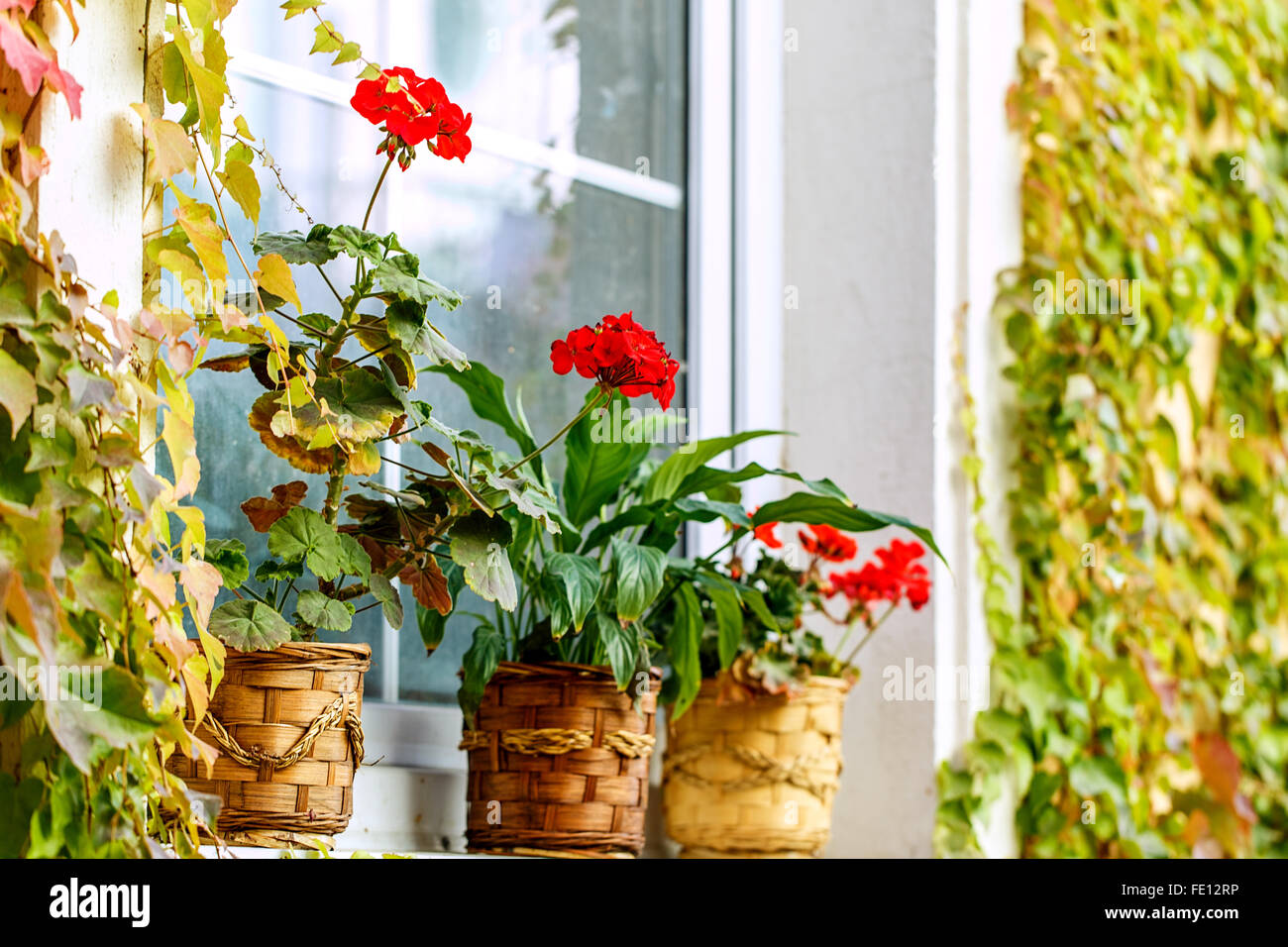 Pot de fleurs (géraniums) appui de fenêtre ouyside Banque D'Images