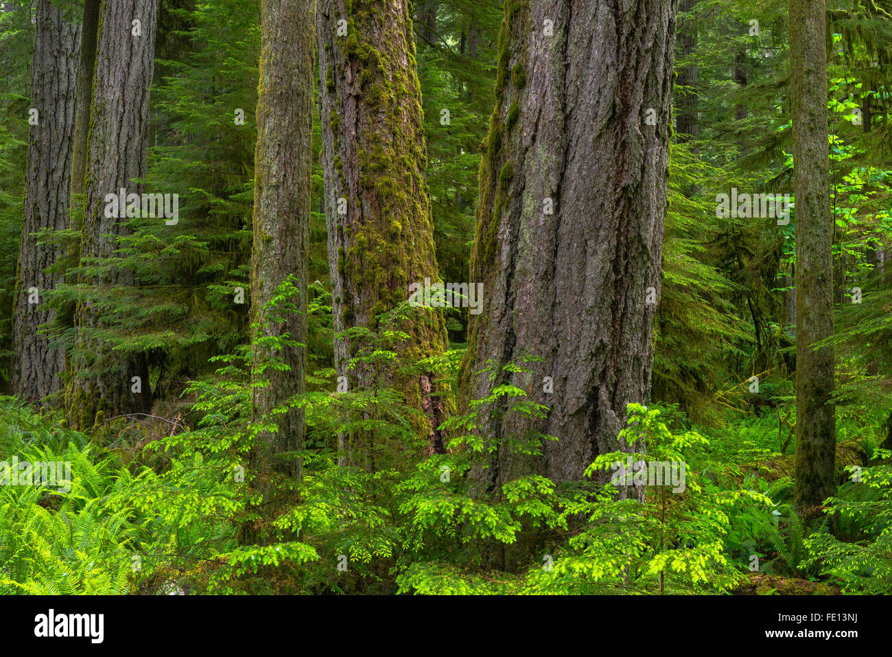 L'île de Vancouver, Colombie-Britannique, Canada : Cathedral Grove La forêt ancienne, MacMillan Provincial Park Banque D'Images