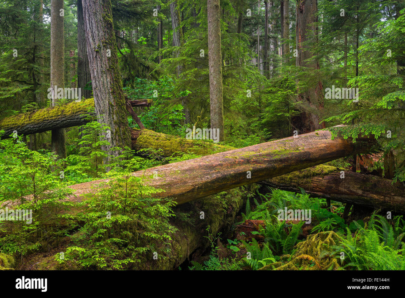 L'île de Vancouver, Colombie-Britannique, Canada : Cathedral Grove La forêt ancienne, MacMillan Provincial Park Banque D'Images